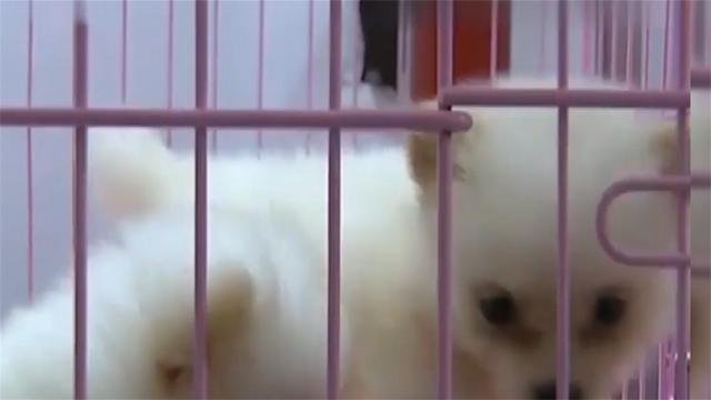 比熊的价格大概是多少钱一只（小型比熊犬价格多少钱一只）