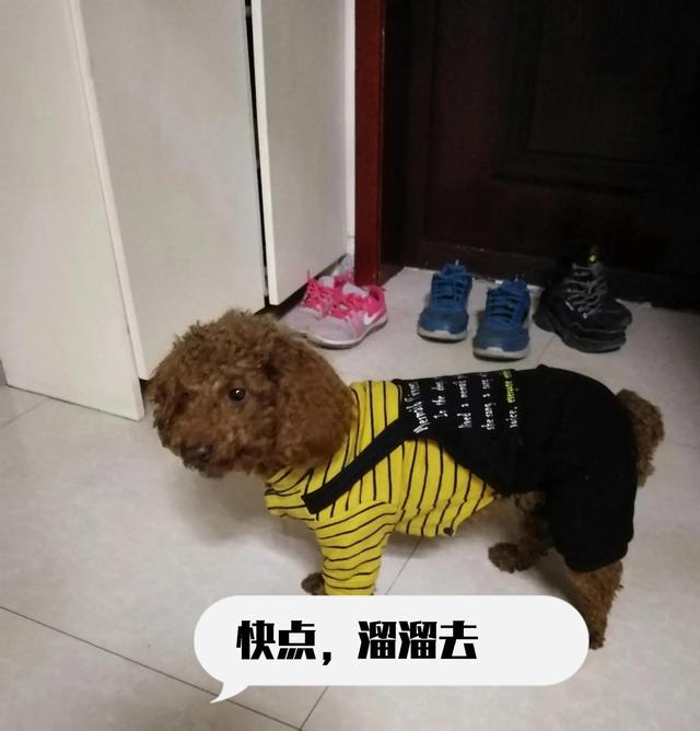 小鹿犬多少钱一只_（小鹿犬大概多少钱一只）