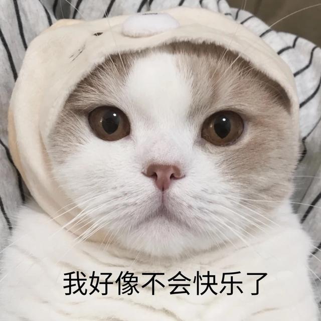 折耳猫可以活多久_折耳猫寿命有多长_（折耳猫有活过10年以上的吗）