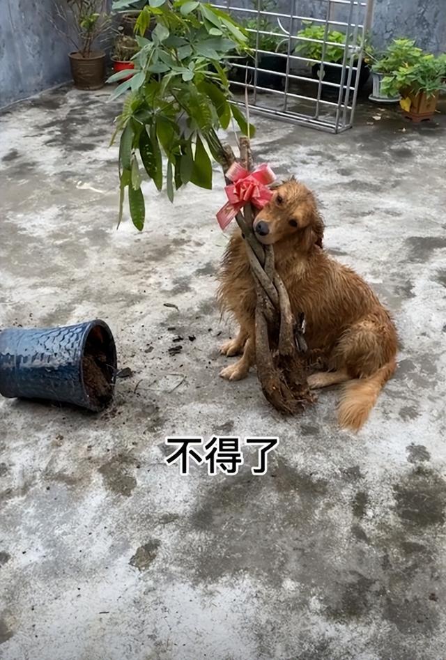 狗可以吃红心火龙果吗（狗为什么不能吃红心火龙果）