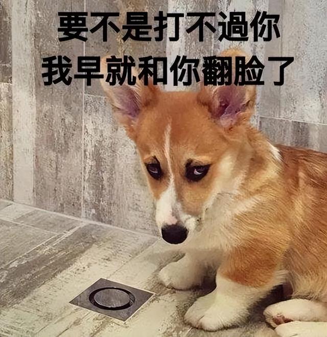 博美犬（博美犬图片）