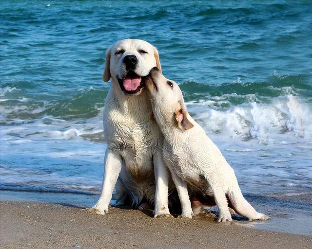 黑色泰迪犬多少钱一只_（一只黑色纯种泰迪幼犬多少钱）