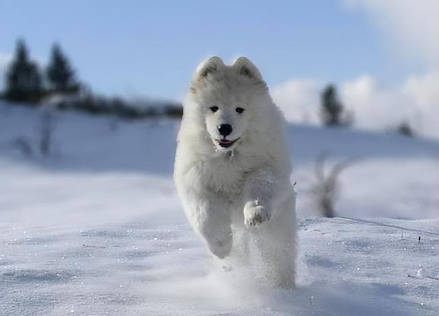 成年爱斯基摩犬多少钱一只（小型爱斯基摩犬多少钱一只）