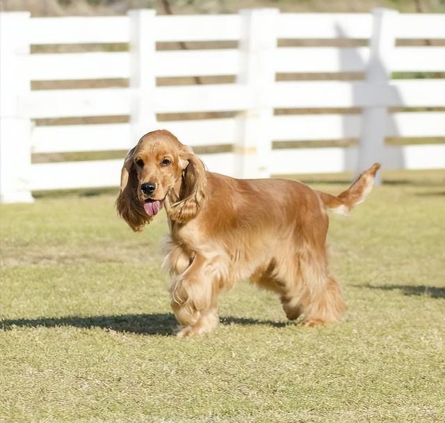 英国可卡犬多少钱一只（可卡犬大约多少钱一只）