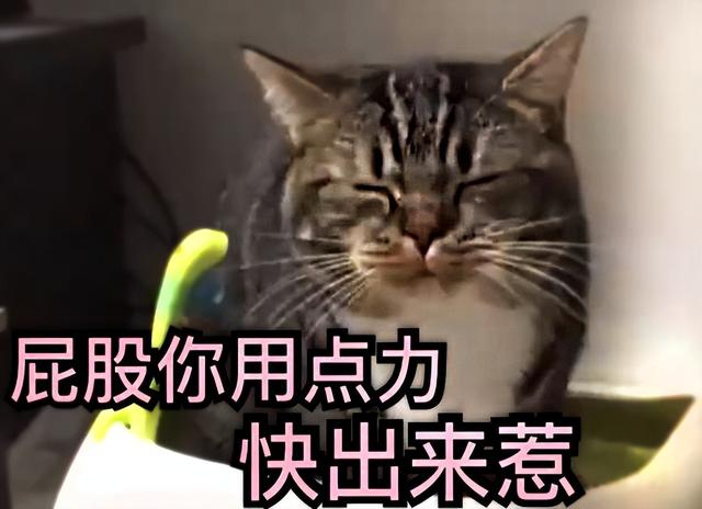 猫可以吃南瓜吗,熟的（猫咪能吃南瓜吗_）