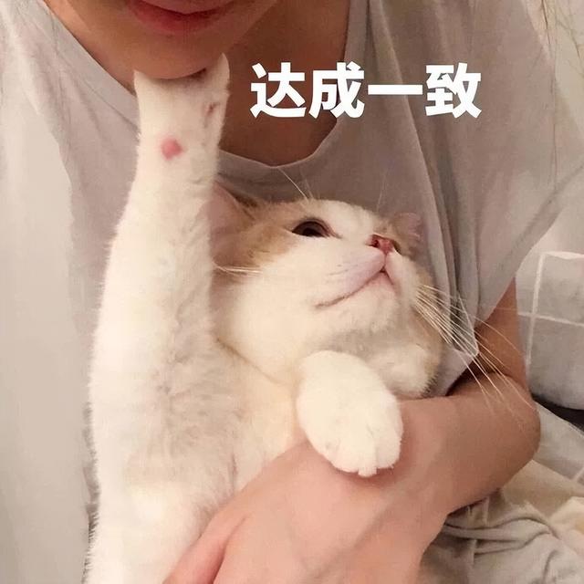 猫条狗狗能吃吗（可以给狗吃猫条吗）