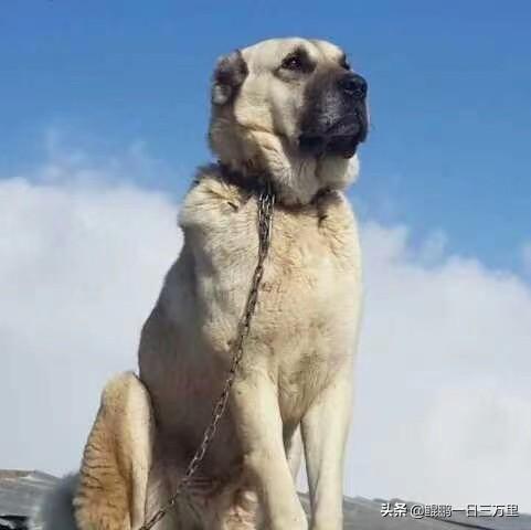 大白熊多少钱一只 幼犬（大白熊犬多少钱）