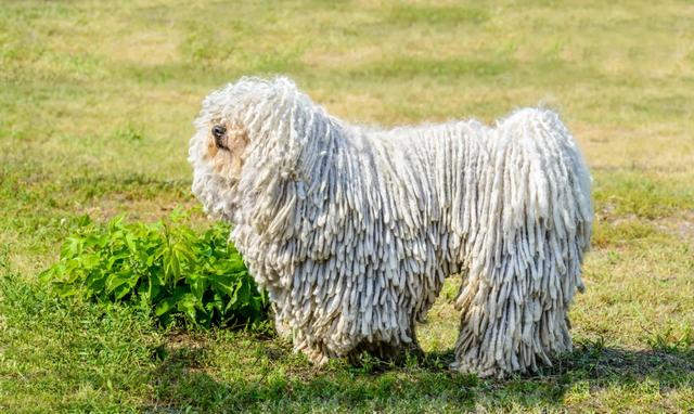 成年京巴犬大概值多少钱（京巴犬大概多少钱一只）