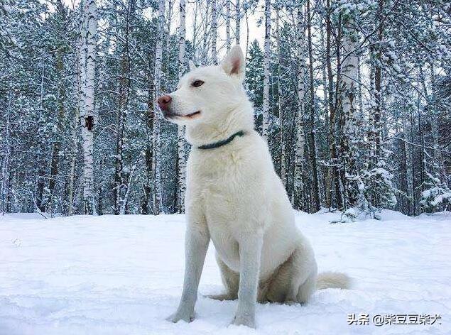 黑色秋田犬多少钱一只（虎斑秋田犬多少钱一只）