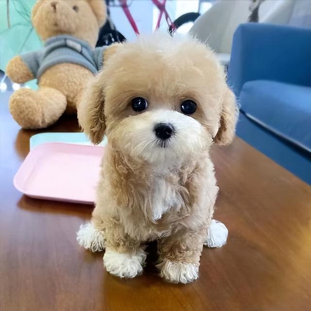 纯种马尔济斯犬多少钱（马尔济斯犬什么价格）