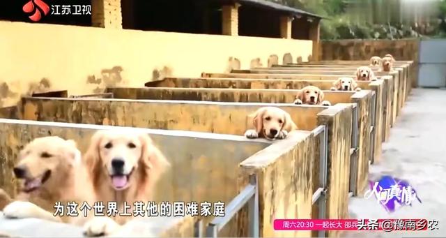 导盲犬哪里有卖的大概多少钱（购买一只导盲犬多少钱）