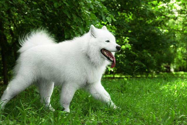 纯种萨摩耶犬多少钱一只幼崽（萨摩耶犬多少钱一只幼崽图片）