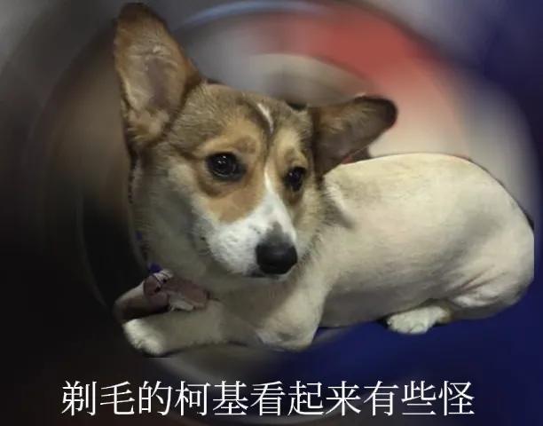 宠物狗可以喝自来水吗_（狗狗不能喝自来水吗）