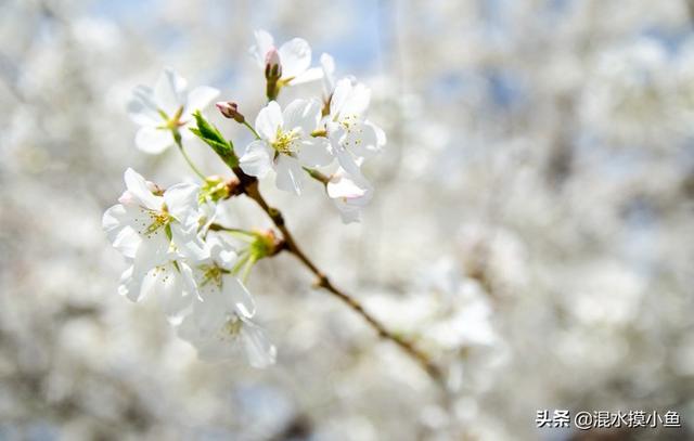 狗狗可以吃蛋糕胚子吗（狗狗可以吃蛋糕吗,没有巧克力）