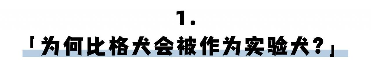 比格犬作为实验动物的优点（实验 比格犬）