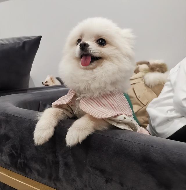 哪里可以买到纯种的博美犬（博美犬好多钱一只）