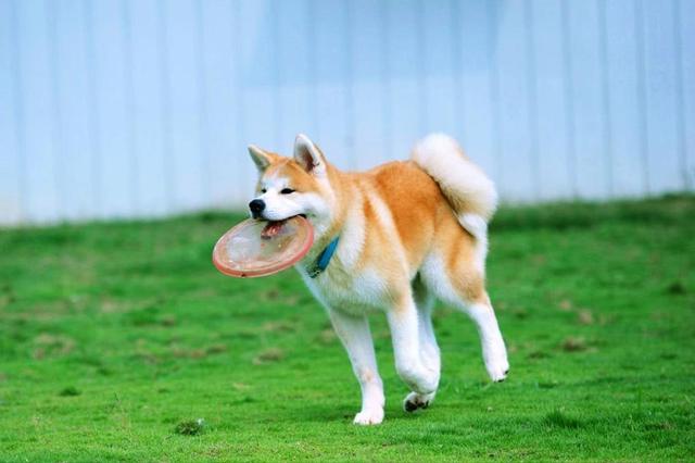 秋田犬多少钱一只幼崽 市场价格（秋田犬多少钱一只幼崽贴吧）