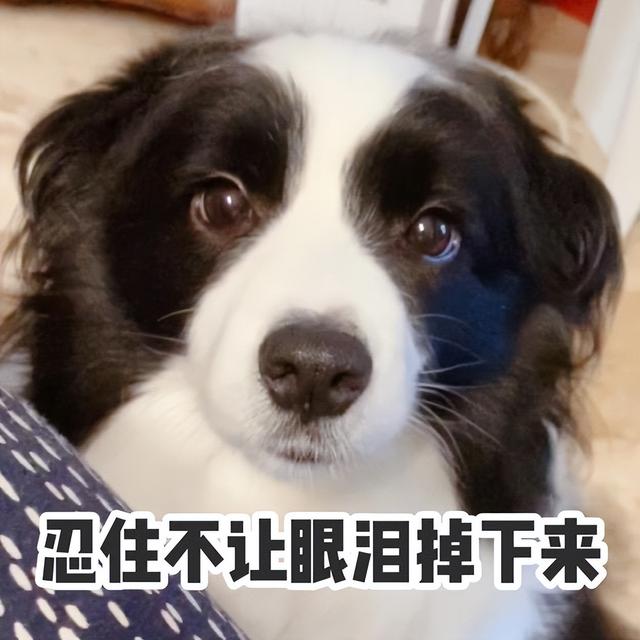 边牧犬多少钱一只（边牧的幼犬多少钱一只）