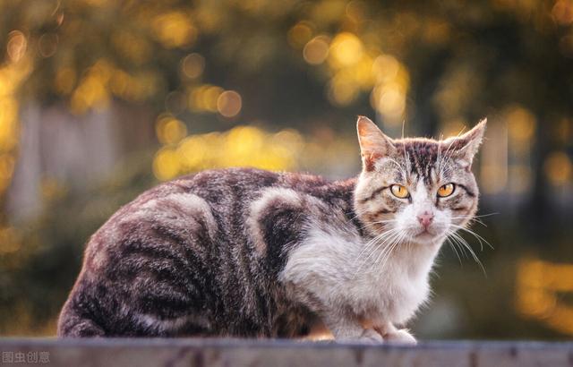 小猫几个月可以吃猫粮,不用泡了（小猫几个月可以吃猫粮泡奶）