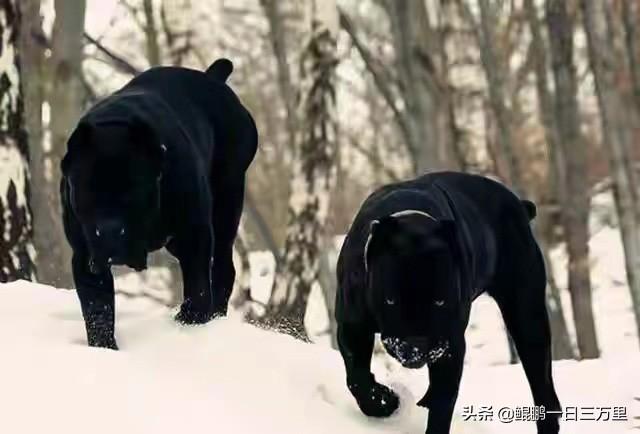 大白熊多少钱一只 幼犬（大白熊犬多少钱）