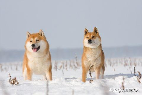 黑色秋田犬多少钱一只（虎斑秋田犬多少钱一只）