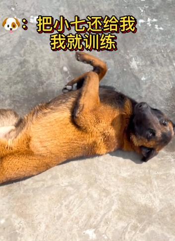 两个月马犬多少钱（一个月小马犬一般多少钱）