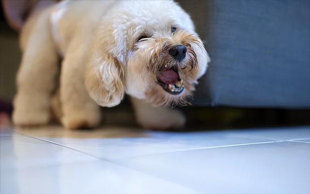 阿拉斯加犬纯种幼犬多少钱（一只纯种阿拉斯加犬大概多少钱）