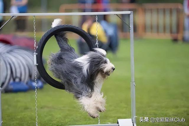 陨石边境牧羊犬图片大全（陨石色边境牧羊犬幼犬）