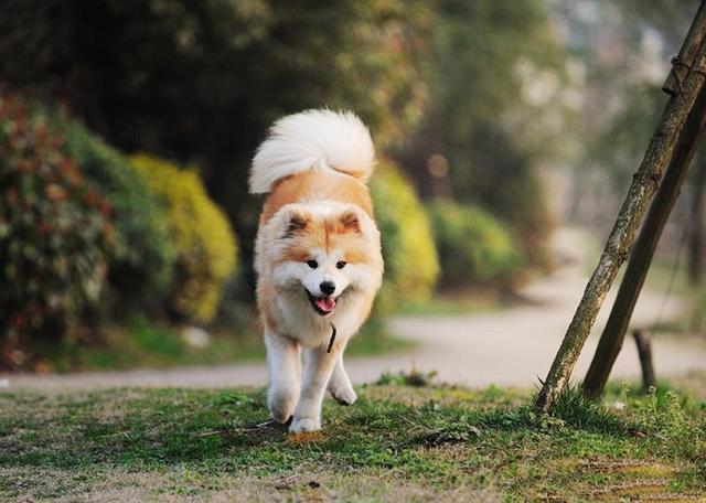 秋田犬多少钱一只幼崽 市场价格（秋田犬多少钱一只幼崽贴吧）