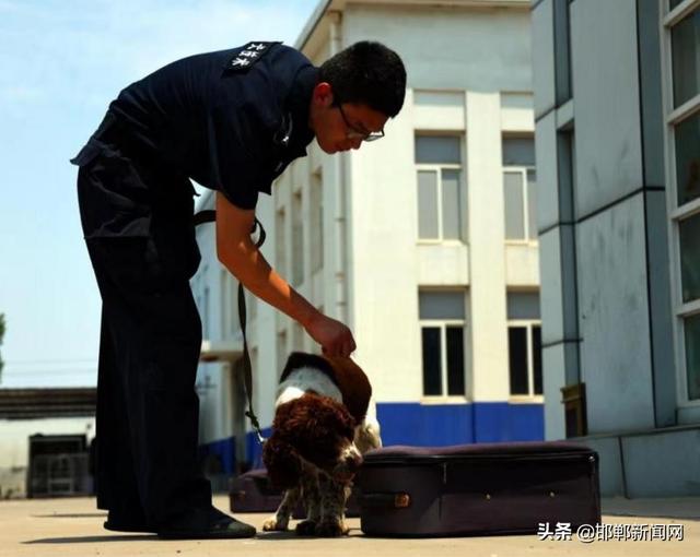 史宾格犬缺点有哪些（史宾格犬好不好）