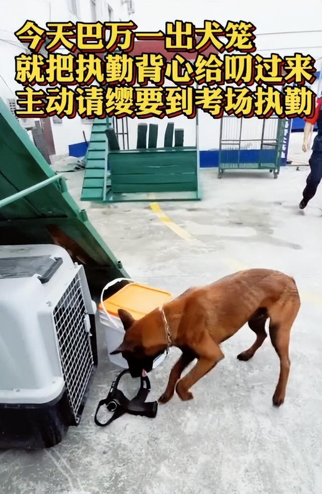 两个月马犬多少钱（一个月小马犬一般多少钱）