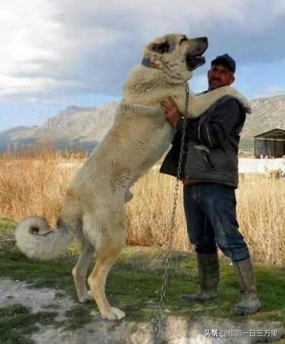 大白熊多少钱一只 幼犬（大白熊犬多少钱）