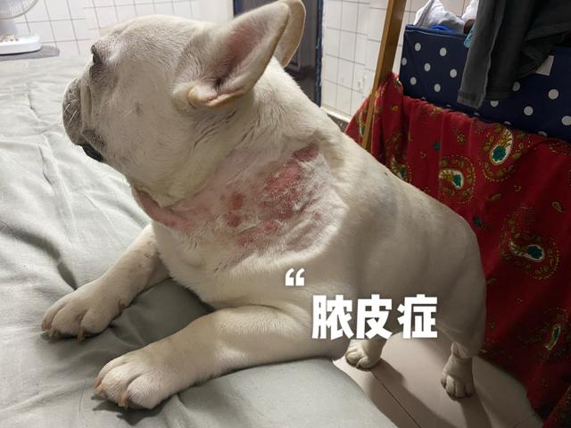 法斗犬多少钱一只_（法斗犬图片价格幼犬）