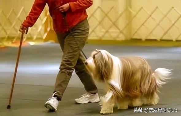 陨石边境牧羊犬图片大全（陨石色边境牧羊犬幼犬）