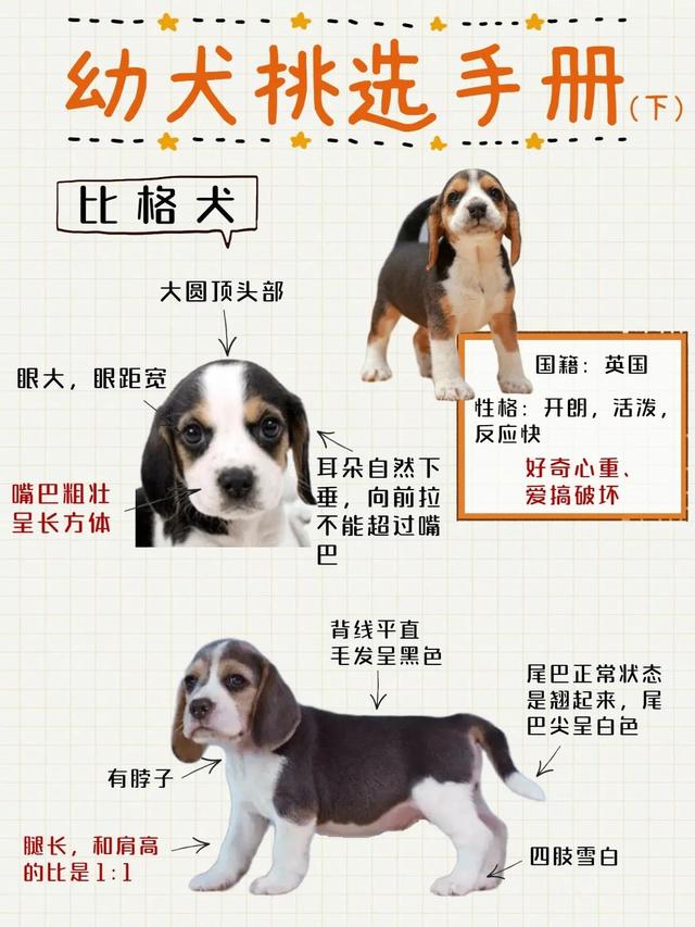 萨摩耶幼犬多少钱一只 纯种（萨摩耶幼犬多少钱一只,搞清价格再入手）