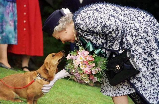 美国可卡犬的价格（纯种美国可卡犬多少钱一只）