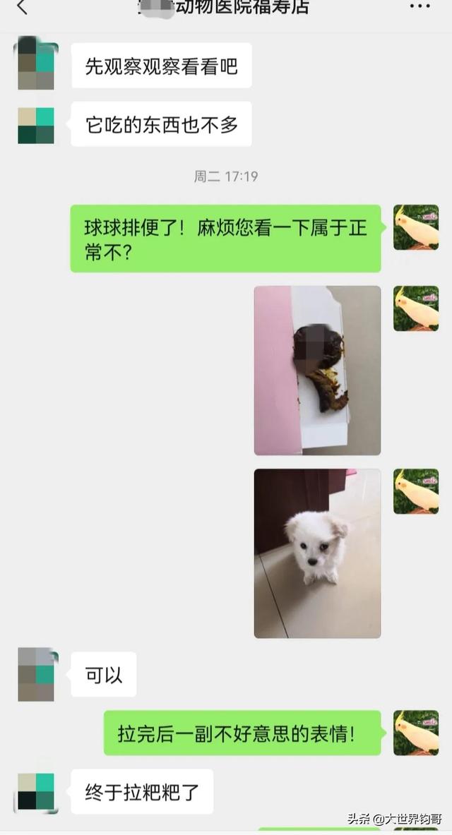 幼犬得细小五天症状（狗狗得了细小五天了看着有好转了能恢复吗）