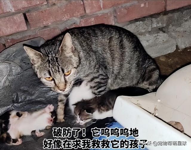 流浪猫有什么特征（流浪猫喜欢什么样的人）