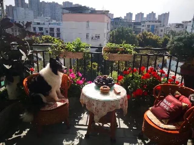 边牧犬价格是多少钱一只（边牧价格多少钱一只幼犬）