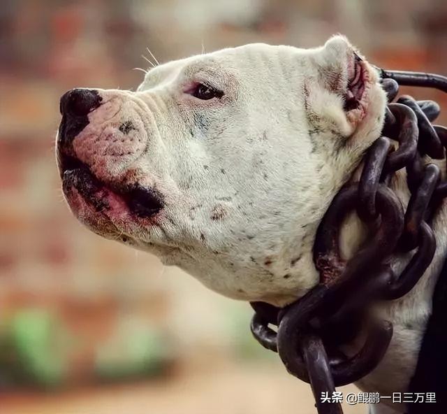 大白熊多少钱一只 幼犬（大白熊犬多少钱）