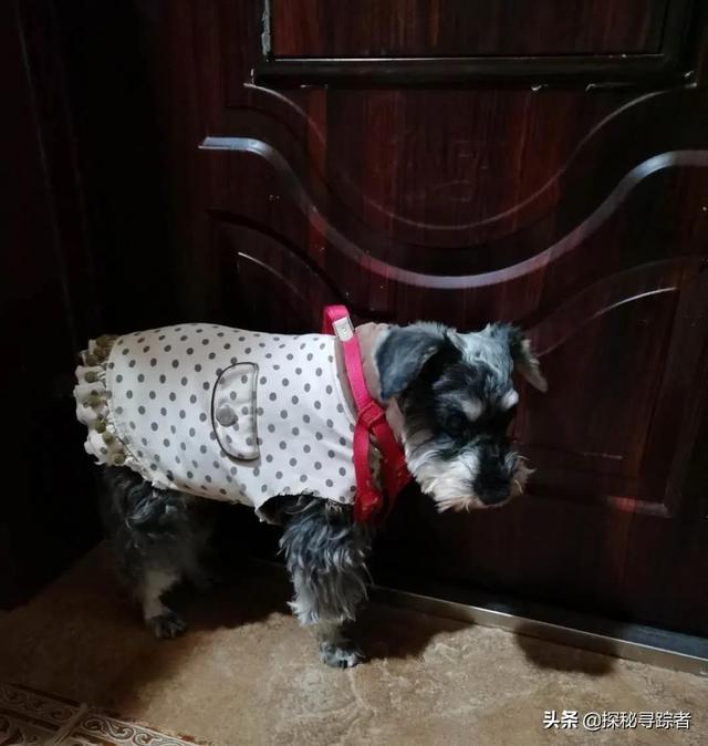 雪纳瑞犬会看家吗（雪纳瑞可以看家护院吗）