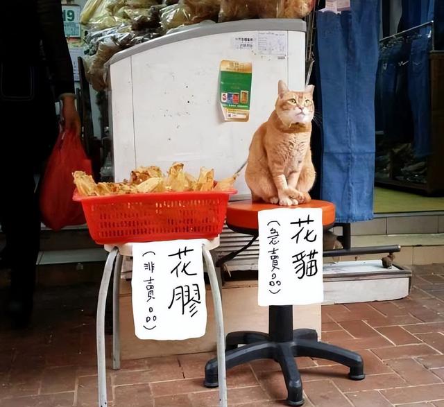 猫能吃薯片吗_（猫为什么不能吃薯片）