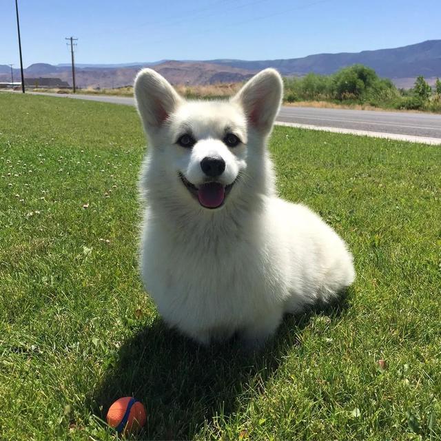 柯基幼犬一般多少钱（柯基犬多少钱一只幼崽价格宠物猫网站）