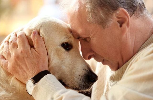 狗狗临死前和主人道别(柴犬)（狗狗死前会向主人道别）