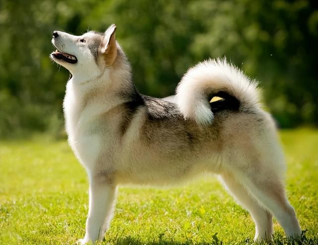 狗狗尾巴下垂代表什么一直颤颤的（狗狗尾巴下垂代表什么一直颤颤的声音）