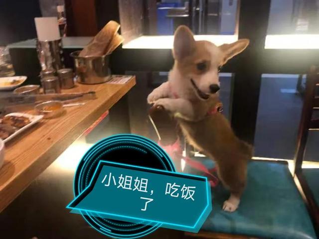 柯基犬幼犬价格大概多少钱一只（柯基幼犬价格一般多少）