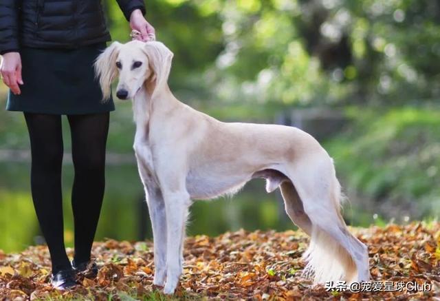 中国细犬和灵缇犬的区别（灵缇犬与细狗的区别）