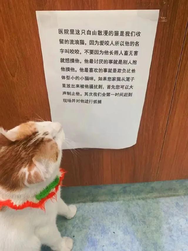 猫能吃薯片吗_（猫为什么不能吃薯片）