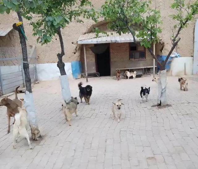 德牧犬多少钱一只幼犬图片（德牧犬多少钱一只）