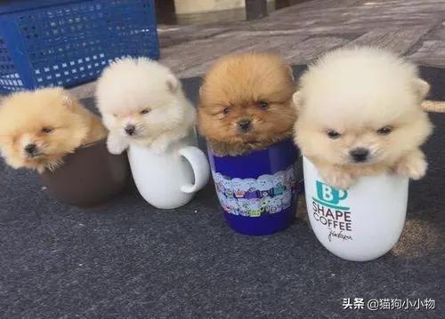 边牧犬多少钱一只幼崽纯种（边牧犬多少钱一只幼崽图片）